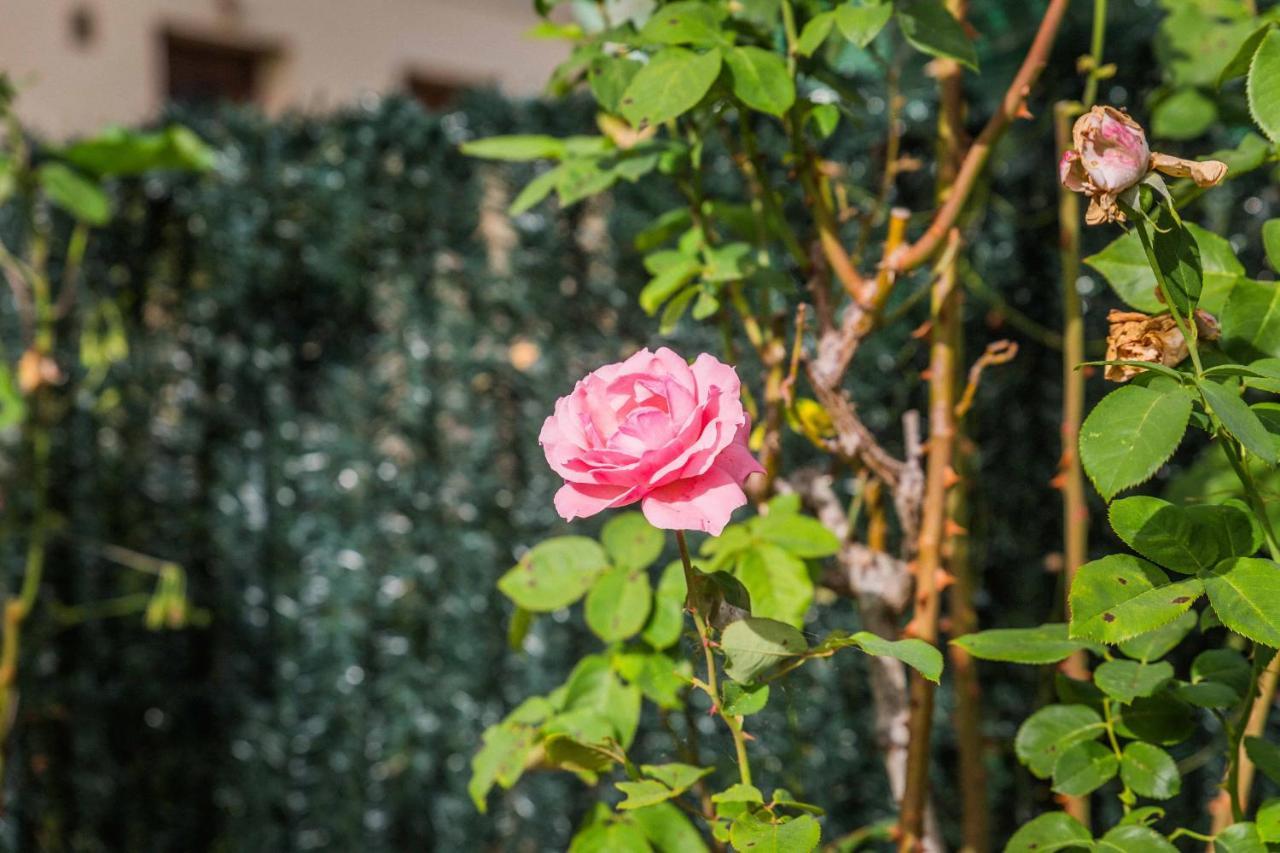 Les Rosiers - Maison Avec Jacuzzi Brive-la-Gaillarde Buitenkant foto